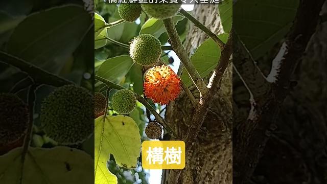 公園的構樹結滿鮮豔欲滴的果實~ #公園 #散步 公園的構樹結滿鮮豔欲滴的果實~ #公園 #散步