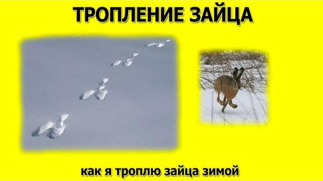 Тропление зайца Тропление зайца