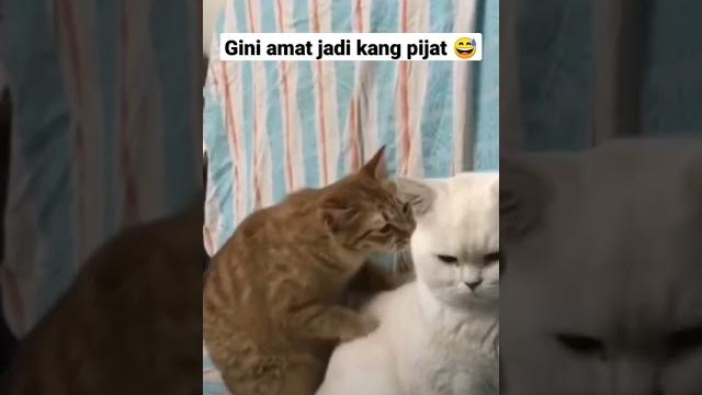 Gini amat jadi kang pijat #kucingkampung #anabullucu #shortvideo #shorts #catlover #fyp #tiktok Gini amat jadi kang pijat #kucingkampung #anabullucu #shortvideo #shorts #catlover #fyp #tiktok