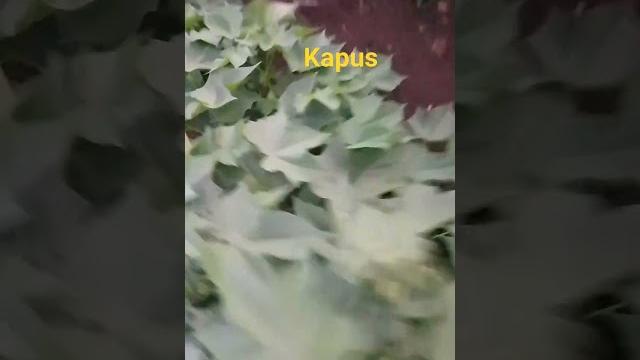 Kapus shetkari utpadak | bail jodi gavat paus | shetkari no.1 | #kapus #shetkari #bailjodi #paus Kapus shetkari utpadak | bail jodi gavat paus | shetkari no.1 | #kapus #shetkari #bailjodi #paus