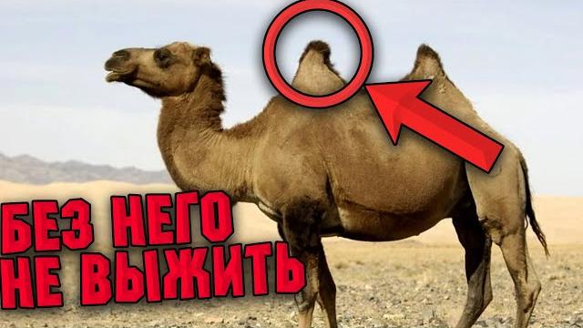 Зачем верблюду горб Зачем верблюду горб