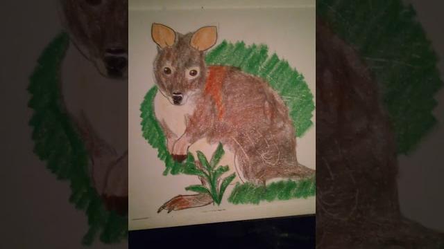 Red-necked pademelon artwork Red-necked pademelon artwork