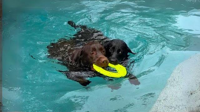 Labrador pool day!!! Labrador pool day!!!