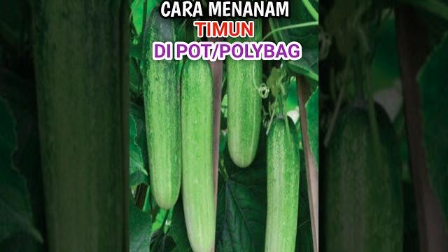 Cara menanam timun #agriculture #cucumber #gardening #howtogrowvegetables #timun #menanamdirumah Cara menanam timun #agriculture #cucumber #gardening #howtogrowvegetables #timun #menanamdirumah