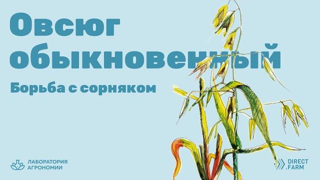 Овсюг обыкновенный. борьба с сорняком Овсюг обыкновенный. борьба с сорняком