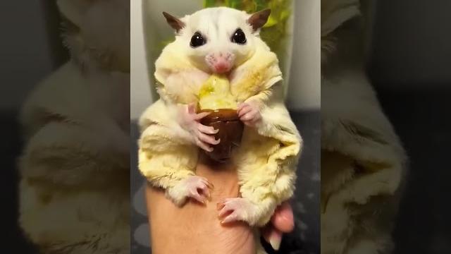 Lucu #animals #lucu #makan #ulat #satisfying #viralshort #youtubeshorts #trending #cute #1million Lucu #animals #lucu #makan #ulat #satisfying #viralshort #youtubeshorts #trending #cute #1million