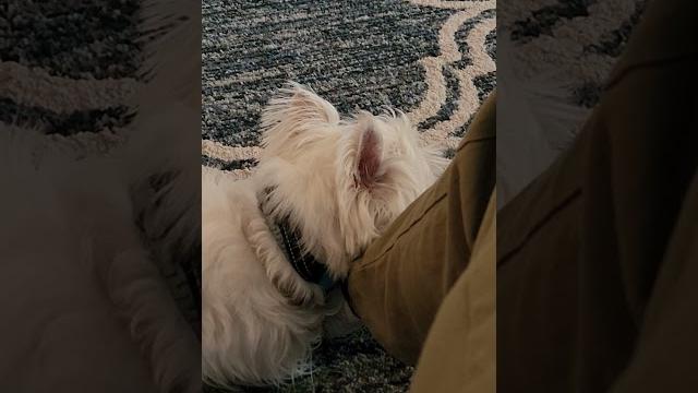 Frankie uses my foot as a pillow #dog Frankie uses my foot as a pillow #dog