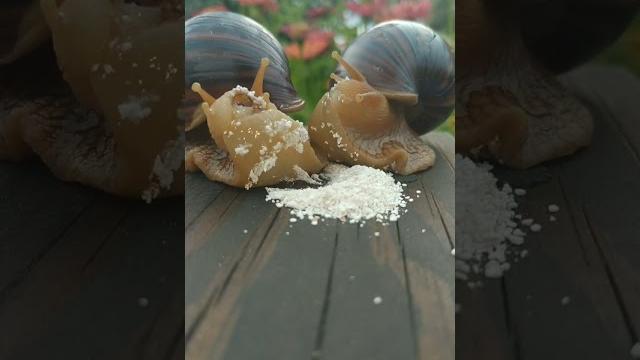 Crush snail Crush snail