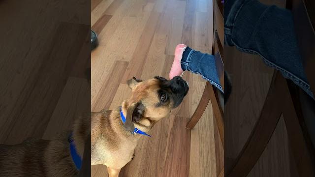 Dog licking foot Dog licking foot