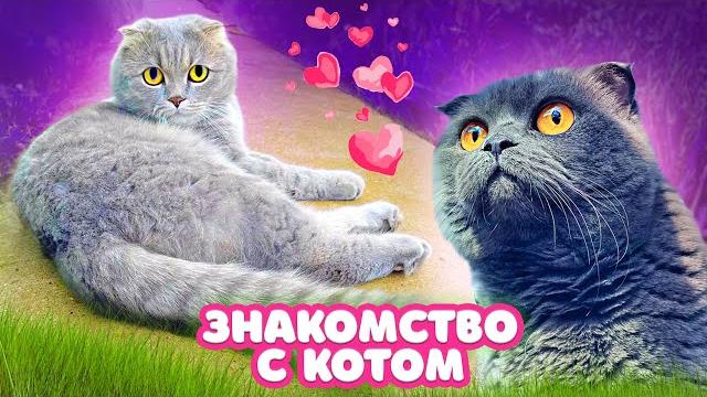 Домашняя кошка знакомится с уличным котом | побег от хозяйки | кошка один день в огороде Домашняя кошка знакомится с уличным котом | побег от хозяйки | кошка один день в огороде