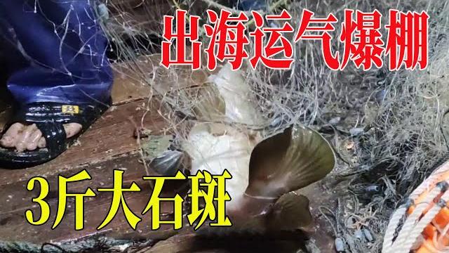 外海捕鱼大货够多,连大石斑鱼也来了,这次出海运气爆棚了【南澳岛记录员彪哥】 外海捕鱼大货够多,连大石斑鱼也来了,这次出海运气爆棚了【南澳岛记录员彪哥】