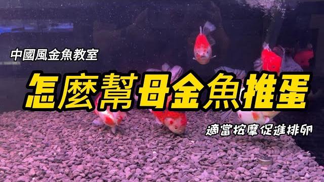 金魚卡蛋處理方法,金魚產卵金魚擠蛋簡單教學,點讚!收藏! 金魚卡蛋處理方法,金魚產卵金魚擠蛋簡單教學,點讚!收藏!