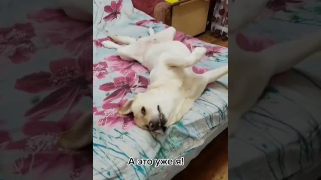 Сладкая булочка #лабрадор #приколы Сладкая булочка #лабрадор #приколы