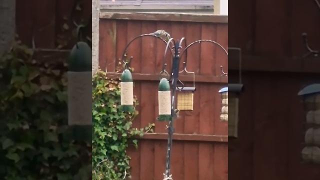Blue tit feeding its hungry young ones Blue tit feeding its hungry young ones