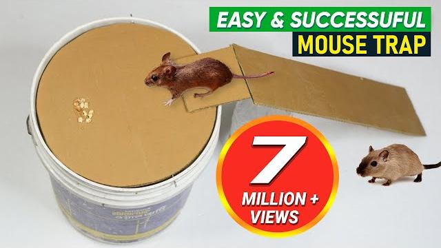 Best diy mouse trap bucket ever! rat/mice catching trap homemade! Best diy mouse trap bucket ever! rat/mice catching trap homemade!
