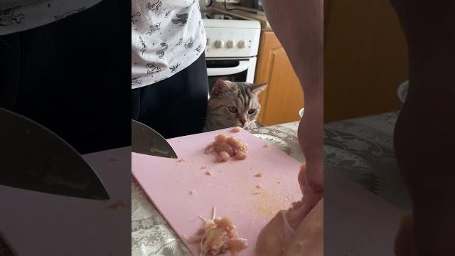 #cat #кошки #рекомендации #топ #приколы #cat #кошки #рекомендации #топ #приколы