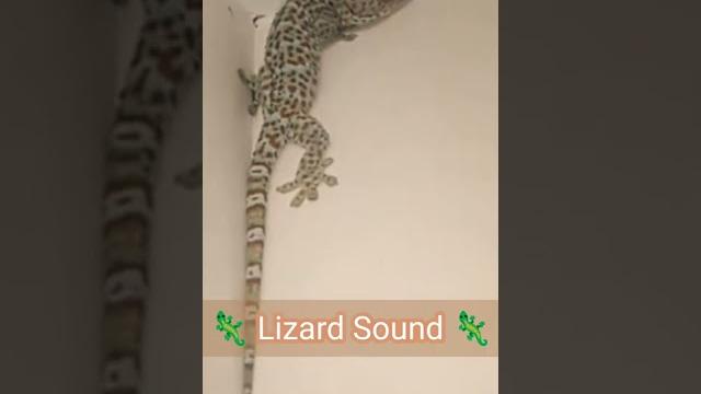 Lizard sound effect | gecko sound #shorts Lizard sound effect | gecko sound #shorts