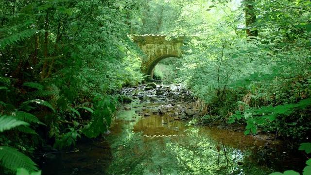 Forest river nature sounds-gentle stream sleeping sound-natural calming meditation birdsong ambience Forest river nature sounds-gentle stream sleeping sound-natural calming meditation birdsong ambience