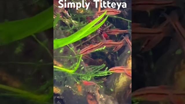 Young barbus titteya in stream tank Young barbus titteya in stream tank