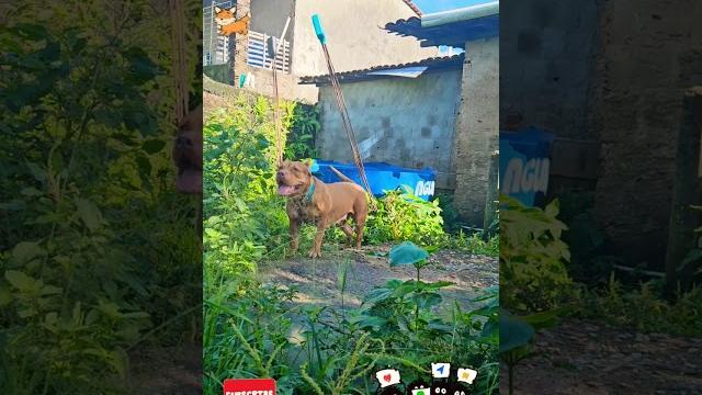 Docile dog #lekthebestkennel Docile dog #lekthebestkennel