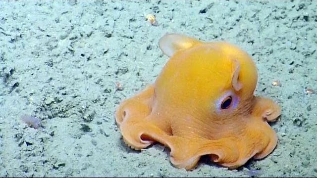 Shy octopus hides inside its own tentacles | nautilus live Shy octopus hides inside its own tentacles | nautilus live