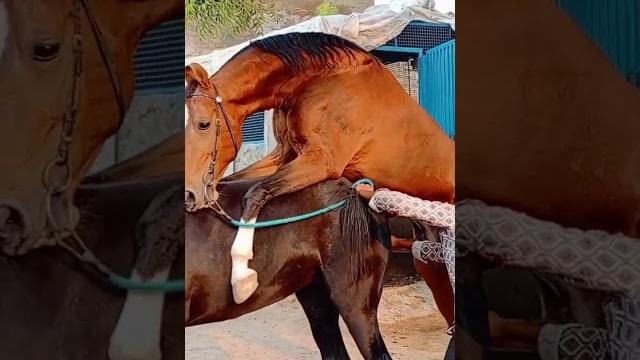 #funk #horse #sex #youtube #youtubeshorts #funk #horse #sex #youtube #youtubeshorts