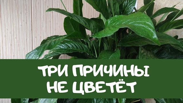 Не цветет женское счастье, 3 причины Не цветет женское счастье, 3 причины