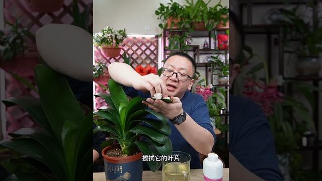 君子蘭擦菌肥,葉子油亮不夾箭#君子蘭 君子蘭擦菌肥,葉子油亮不夾箭#君子蘭