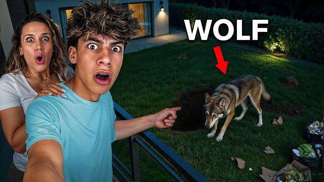 A vicious wolf destroyed our backyard A vicious wolf destroyed our backyard