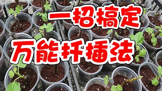 萬能扡插,一招搞定,3個要點記牢,100%生根,為什麽你會扡插失敗,萬物皆可扡插,你不可不知的萬能扡插法 萬能扡插,一招搞定,3個要點記牢,100%生根,為什麽你會扡插失敗,萬物皆可扡插,你不可不知的萬能扡插法
