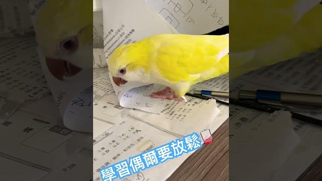 洋洋充電 #和尚鸚鵡 #學習 #放鬆 洋洋充電 #和尚鸚鵡 #學習 #放鬆