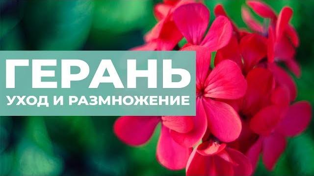 Как обрезать герань на зиму. осенняя обрезка пеларгонии Как обрезать герань на зиму. осенняя обрезка пеларгонии
