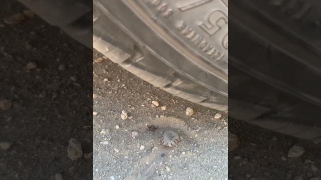 Crushing the world’s biggest tick with a car #shorts Crushing the world’s biggest tick with a car #shorts