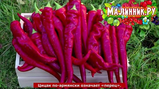 Перец острый цицак Перец острый цицак