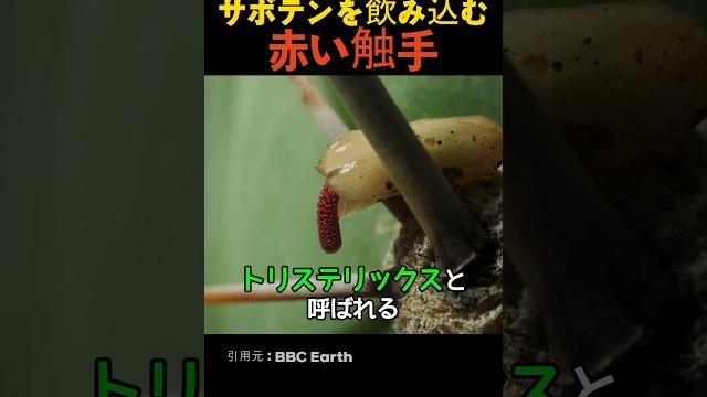 サボテンを飲み込む赤い触手 サボテンを飲み込む赤い触手