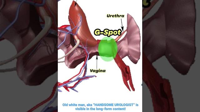 Where is the g-spot? | urochannel Where is the g-spot? | urochannel