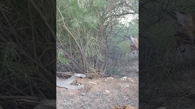 Bobcat vs snake Bobcat vs snake