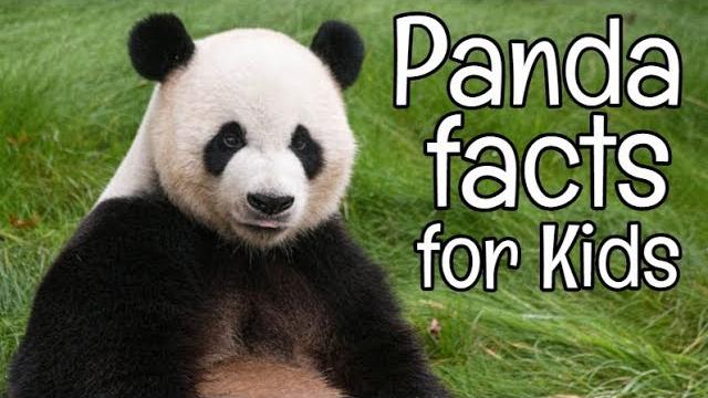 Panda facts for kids | classroom learning video Panda facts for kids | classroom learning video