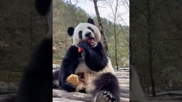 双手不空,还是先吃萝卜#小馨panda xiaoxin: i eat carrot first #shorts 双手不空,还是先吃萝卜#小馨panda xiaoxin: i eat carrot first #shorts