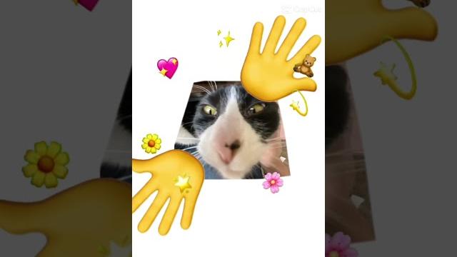 Caca cat Caca cat