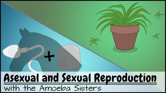 Asexual and sexual reproduction Asexual and sexual reproduction