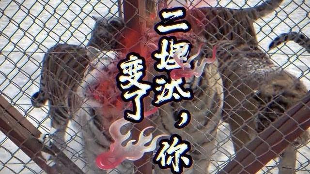 大型紀錄片《二埋汰,你變了》 #東北虎 #哈爾濱 大型紀錄片《二埋汰,你變了》 #東北虎 #哈爾濱