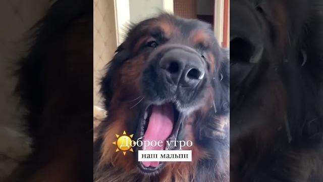 Доброе утро ️ #творидобро #леонбергер #алабай #собакакусака #лакомствадлясобак #одеждадлясобак Доброе утро ️ #творидобро #леонбергер #алабай #собакакусака #лакомствадлясобак #одеждадлясобак