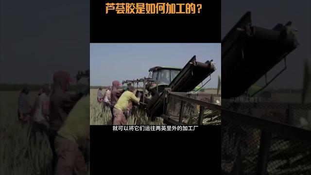 芦荟胶是如何加工出来的?#芦荟胶 #芦荟 #科普 #涨知识 #纪录片 芦荟胶是如何加工出来的?#芦荟胶 #芦荟 #科普 #涨知识 #纪录片