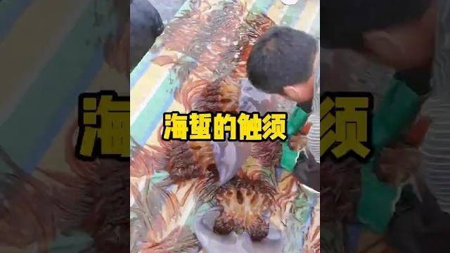 渔民们为什么要把海蜇的触手弄掉? #科普 #有趣 #全球看点 #海蜇 渔民们为什么要把海蜇的触手弄掉? #科普 #有趣 #全球看点 #海蜇