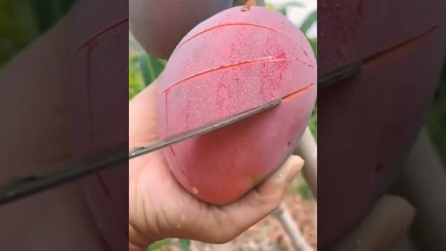 Mango fresh fruit harvest #ainsibaslavida #shorts #reels #nature #life #trending #viral #viralvideo Mango fresh fruit harvest #ainsibaslavida #shorts #reels #nature #life #trending #viral #viralvideo