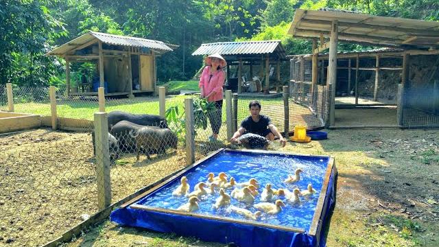 Dau's creative idea to cool ducklings to avoid the heat. cook nutritious porridge for tu Dau's creative idea to cool ducklings to avoid the heat. cook nutritious porridge for tu