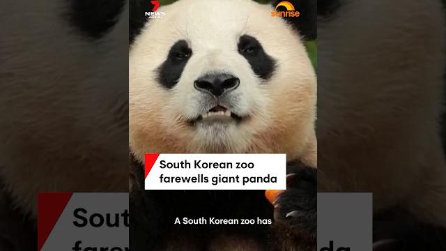 South korean zoo farewells giant panda South korean zoo farewells giant panda