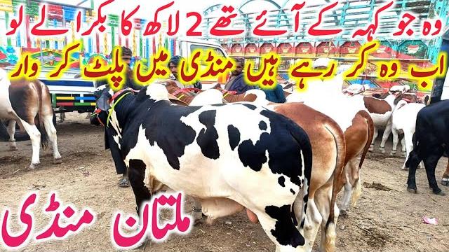 Today fresh multan cow mandi video multan khere bachre | cholistani || global village farming Today fresh multan cow mandi video multan khere bachre | cholistani || global village farming