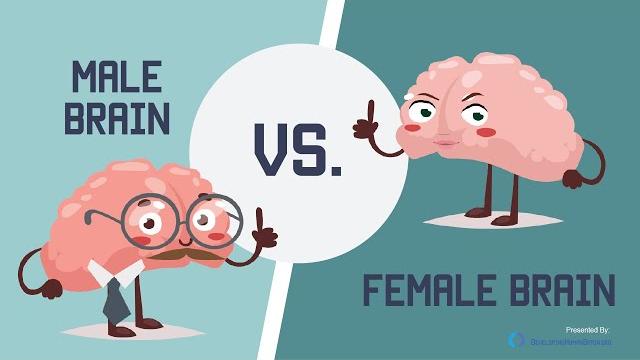 Male brain vs female brain: what is the big difference? Male brain vs female brain: what is the big difference?
